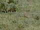 Beesley's Lark (Chersomanes beesleyi)