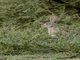 Cape Hare (Lepus capensis)