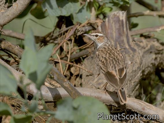 Fawn-colored Lark (Calendulauda africanoides)