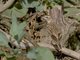 Fawn-colored Lark (Calendulauda africanoides)