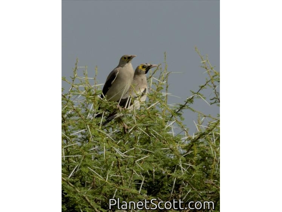 Wattled Starling (Creatophora cinerea)