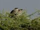 Wattled Starling (Creatophora cinerea)