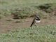 Capped Wheatear (Oenanthe pileata)