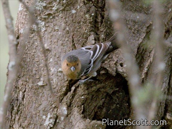 Red-throated Tit (Melaniparus fringillinus)