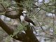 White-rumped Shrike (Eurocephalus ruppelli)