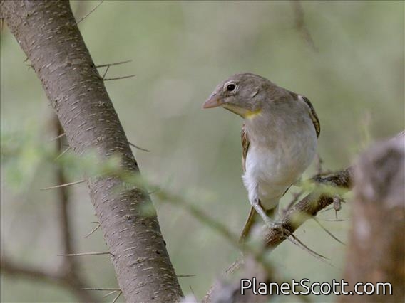 Yellow-spotted Bush Sparrow (Gymnoris pyrgita)