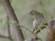 Yellow-spotted Bush Sparrow (Gymnoris pyrgita)