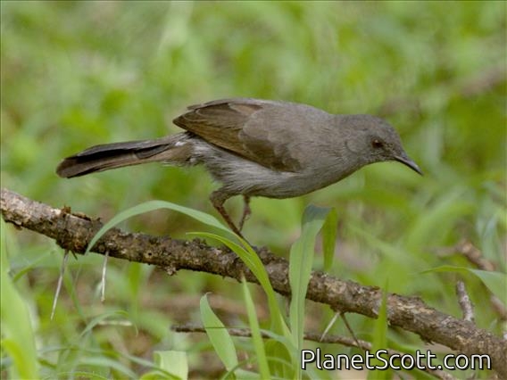 Gray Wren-Warbler (Calamonastes simplex)