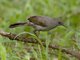 Gray Wren-Warbler (Calamonastes simplex)