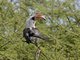 Von der Decken's Hornbill (Tockus deckeni) - Male