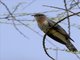 Red-chested Cuckoo (Cuculus solitarius)