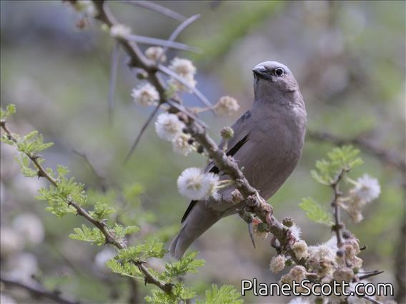 Gray-capped Social-Weaver (Pseudonigrita arnaudi)