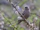 Gray-capped Social-Weaver (Pseudonigrita arnaudi)