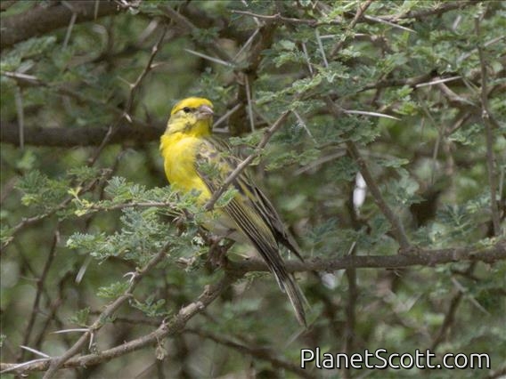 White-bellied Canary (Crithagra dorsostriata)