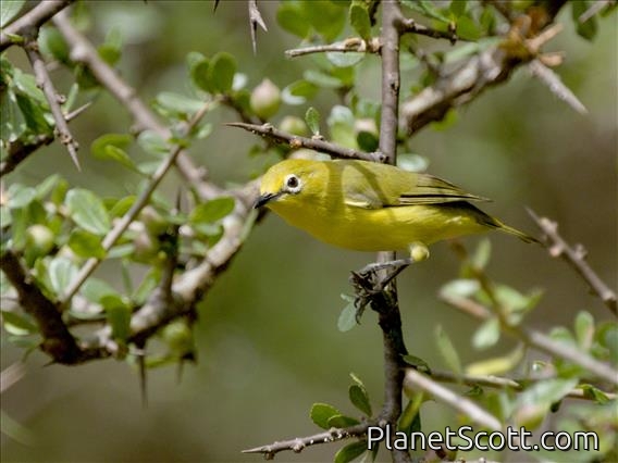 Pale White-eye (Zosterops flavilateralis)