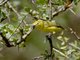 Pale White-eye (Zosterops flavilateralis)