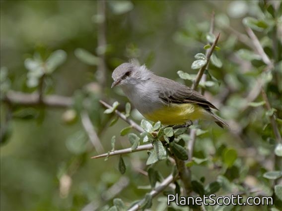 Yellow-bellied Eremomela (Eremomela icteropygialis)