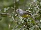 Yellow-bellied Eremomela (Eremomela icteropygialis)