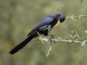 Abyssinian Scimitarbill (Rhinopomastus minor)