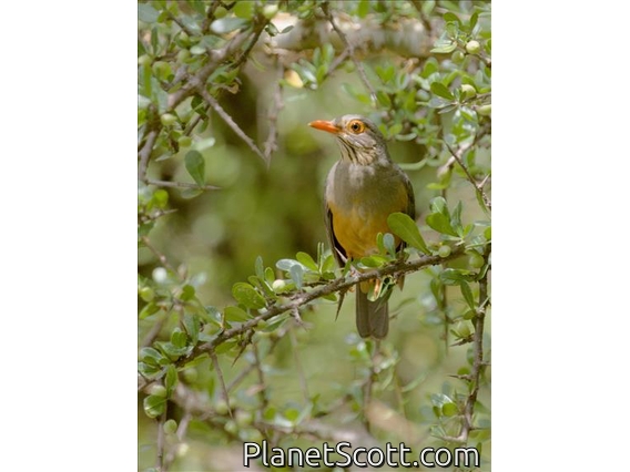 African Bare-eyed Thrush (Turdus tephronotus)