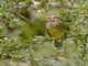 African Bare-eyed Thrush (Turdus tephronotus)