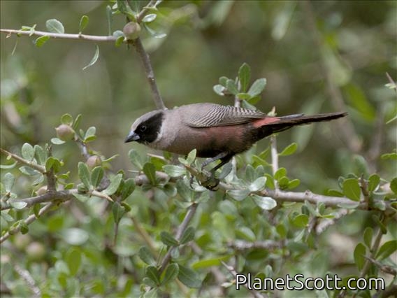 Black-faced Waxbill (Brunhilda erythronotos)