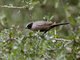 Black-faced Waxbill (Brunhilda erythronotos)
