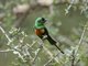 Gorgeous Sunbird (Cinnyris melanogastrus) - Male
