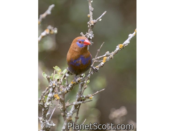 Purple Grenadier (Granatina ianthinogaster)