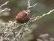 Purple Grenadier (Granatina ianthinogaster)