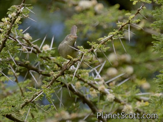 Buff-bellied Warbler (Phyllolais pulchella)