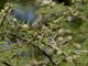 Buff-bellied Warbler (Phyllolais pulchella)