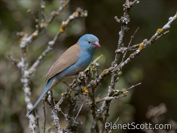 Blue-capped Cordonbleu (Uraeginthus cyanocephalus)