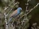 Blue-capped Cordonbleu (Uraeginthus cyanocephalus)