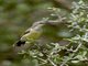 Gorgeous Sunbird (Cinnyris melanogastrus) - Female