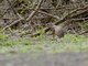 Unstriped Ground Squirrel (Xerus rutilus)