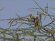 Red-and-yellow Barbet (Trachyphonus erythrocephalus)