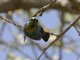 Marico Sunbird (Cinnyris mariquensis) - Male