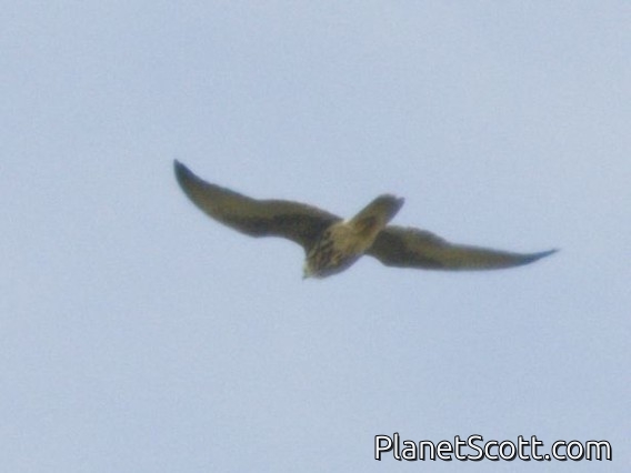 Eurasian Hobby (Falco subbuteo)
