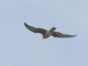 Eurasian Hobby (Falco subbuteo)