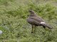 Eastern Chanting-Goshawk (Melierax poliopterus) - Juvenile