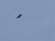 Wahlberg's Eagle (Hieraaetus wahlbergi)