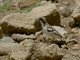 White-browed Sparrow-Weaver (Plocepasser mahali)