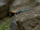 Dodoma Rock Agama (Agama dodomae)