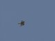 African Hawk-Eagle (Aquila spilogaster)