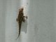 Tropican House Gecko (Hemidactylus mabouia)
