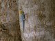 Painted Dwarf Gecko (Lygodactylus picturatus)