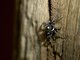 Jumping Spider (Salticidae sp)