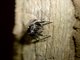 Jumping Spider (Salticidae sp)
