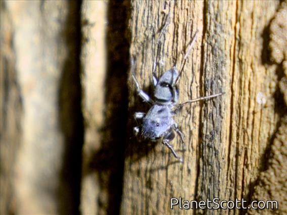 Jumping Spider (Salticidae sp)